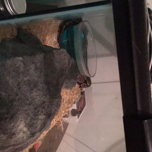 Meet your Posher, Samuel